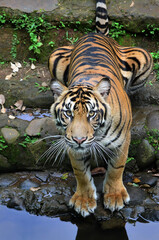 close up view of a sumatrean tiger