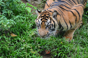 close up view of a sumatrean tiger