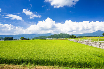 初秋の田園風景　茅野市