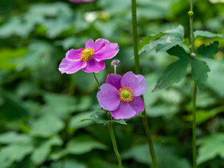 Two pretty pink anemone flowers in a summer garden