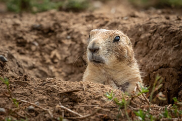 Prairie Dog (Cynomys) in the Wichita Mountains National Wildlife Refuge