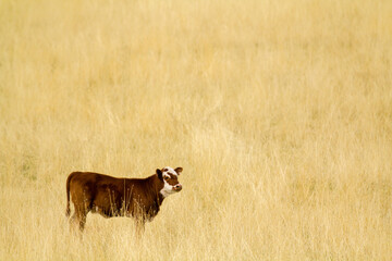 Calf in tall grass