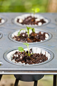 Seedlings