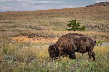 Buffalo, American Bison (Bison bison) on the prairie