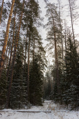 Russia Vladimir - Murom highway coniferous forest