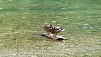 Zwei Stockenten schlafend stehend auf einen Baumstamm in See