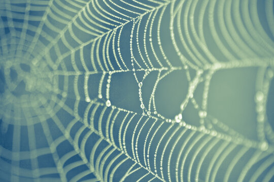 Close up of a dewy web with a blue green background