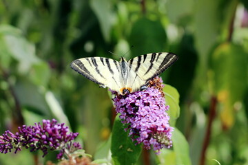 butterfly on a flower
