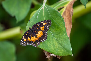 Bordered Patch (Chlosyne lacinia) in a wildlfower garden in Oklahoma