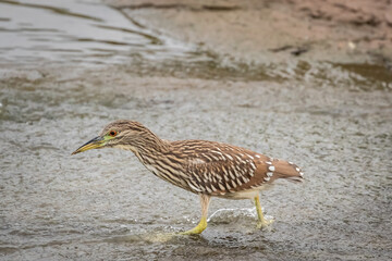 A juvenile Black-crowned Night Heron (Nycticorax nycticorax) on a lake shore.