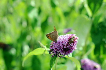 colorful butterfly background