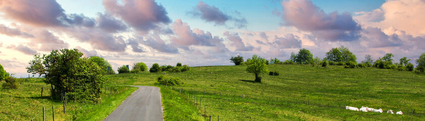 Obraz premium panoramic view of green fields and trees and small road at sunset
