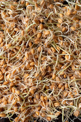Wheat sprouts, top view on a dark background