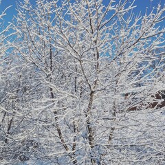 snow covered tree