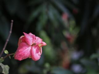 flower of a red flower