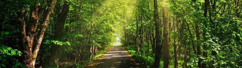 small road in the middle of green vibrant forest  with sunrays