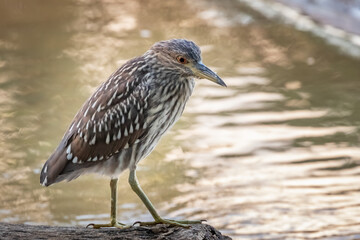 A juvenile Black-crowned Night Heron (Nycticorax nycticorax) on a lake shore.