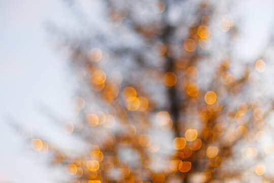 holiday tree with lights