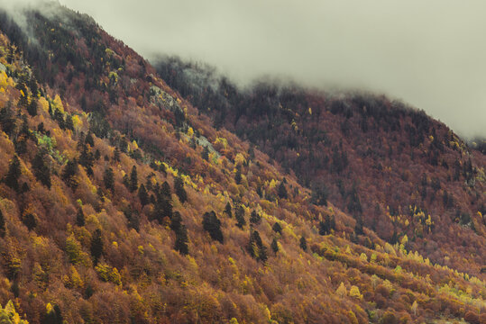 Landscape of the Pyrenees with autumn trees covered by fog.