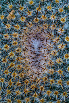 cactus up close