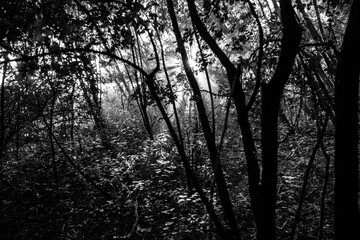 morning sun rays tree leaves forest