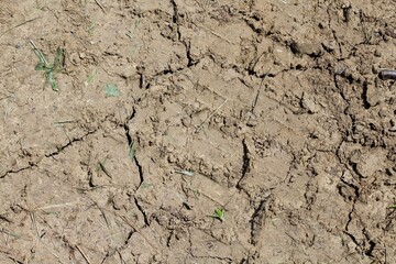 The cracked dry dirt surface.