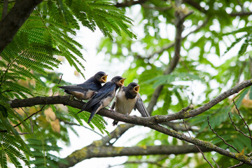 Young wild swallows perching on branch with beaks wide opened while waiting for food