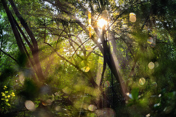 morning sun rays tree leaves forest