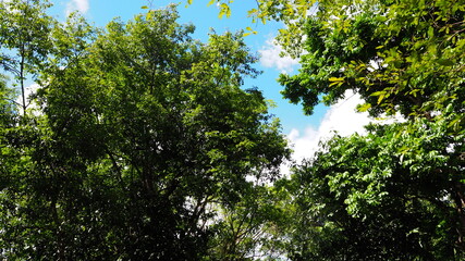 Fototapeta premium Cambodia Siem Reap－July 27, 2016: Ancient architecture and natural scenery in Angkor Wat Cambodia. Photo taken in outside area. (Lady temple, Water fall (Phnom Kulen), Beng Mealea temple and Tonle Sa