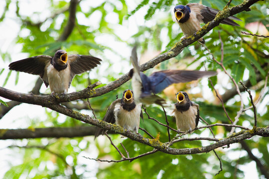 Mother swallow flying towards hungry young swallows waiting for food with mouth wide open