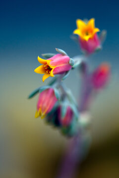 Echeveria