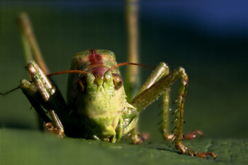 View of green grasshopper on a leaf