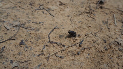 Cambodia Siem Reap－July 27, 2016: Ancient architecture and natural scenery  in Angkor Wat Cambodia. Photo taken in outside area. (Lady temple, Water fall (Phnom Kulen), Beng Mealea temple and Tonle Sa