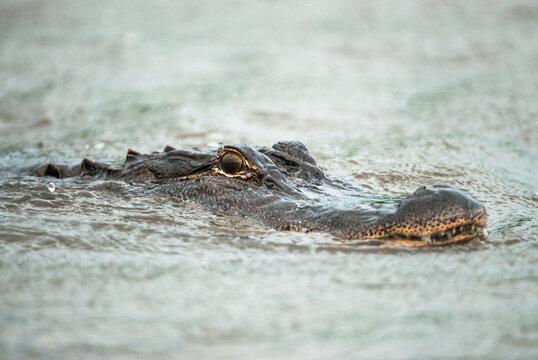 Wildlife: head of large aligator