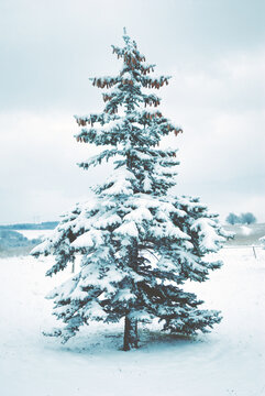 Snowy tree
