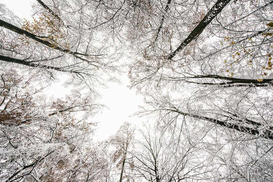 Wide angle view upwards in a snow covered forest