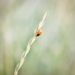 Ladybug on green grass, macro, natural image.