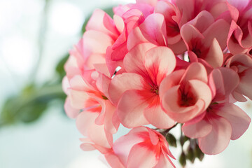 Obraz premium pink rose petals