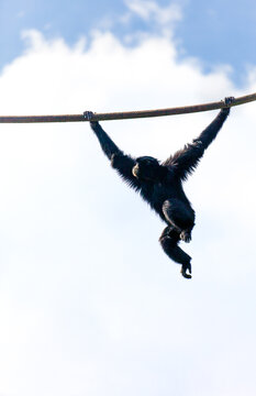 Swinging