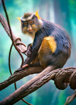 Wolf's Mona Monkey on branch