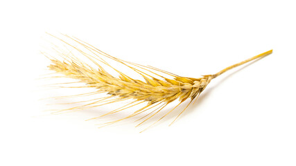 Wheat rye barley oat seeds. Whole, barley, harvest wheat sprouts. Wheat grain ear or rye spike plant isolated on white background, for cereal bread flour. Top view.