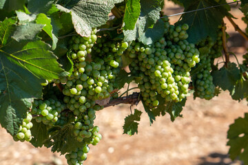 Veraison grapes in vineyard