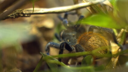 A large spider climbs into a hole in the web. Macro. House of pests. Close. Disaster for the forest.RAW