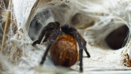 A large spider climbs into a hole in the web. Macro. House of pests. Close. Disaster for the forest.RAW