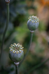 Poppy pods