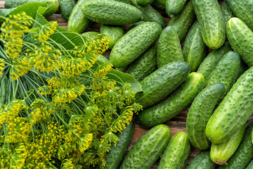 Fresh green cucumbers, garlic and chili pepper before pickling cucumbers.