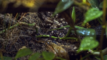 A large spider climbs into a hole in the web. Macro. House of pests. Close. Disaster for the forest.RAW