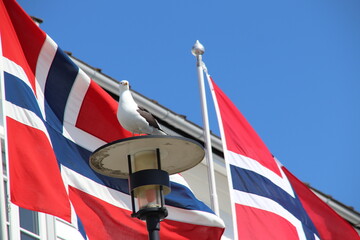Seagull on the background of the Norwegian flag
