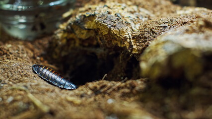 A large spider climbs into a hole in the web. Macro. House of pests. Close. Disaster for the forest.RAW