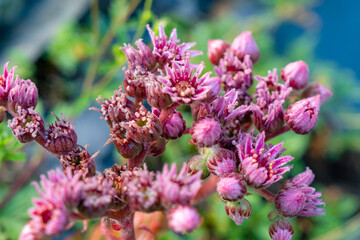 Beautiful mountain pink flower in the morning